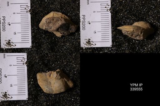 Tellina scitula