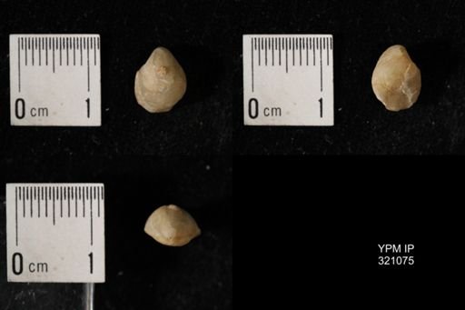 Dielasma breviplicatum