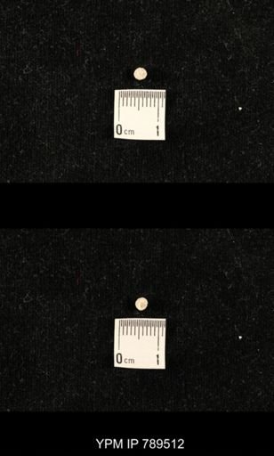 undet. Bryozoa