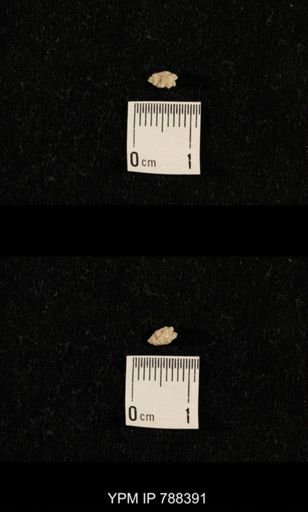taxon undetermined