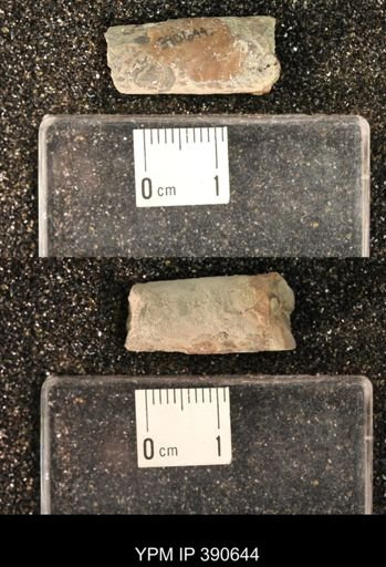 Baculites sp.