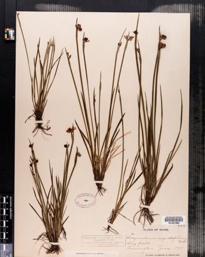 Sisyrinchium angustifolium