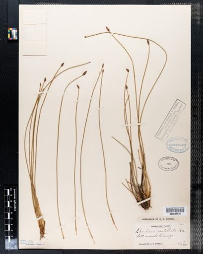 Eleocharis rostellata
