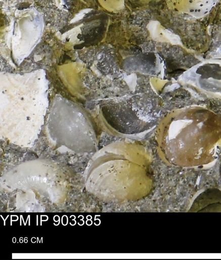 undet. Bivalvia