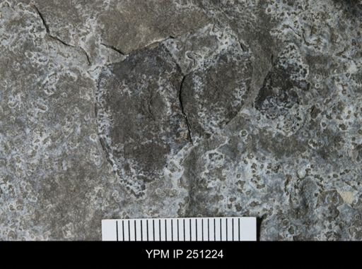 undet. Eurypterida