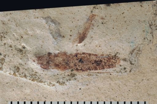 undet. Orthoptera