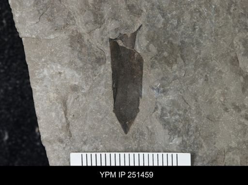 Dolichopterus?