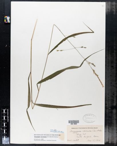 Oryzopsis racemosa