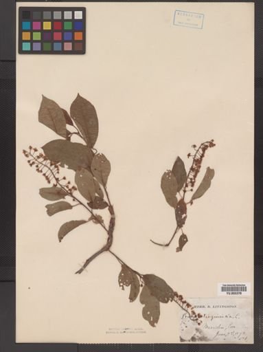 Prunus virginiana