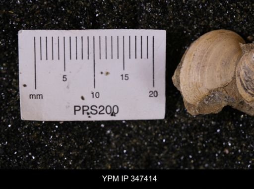 Limopsis striatopunctatus