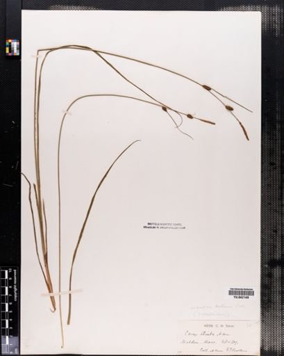 Carex stricta