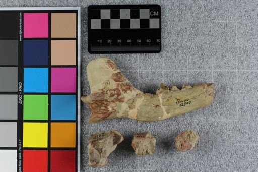 Daphoenus vetus