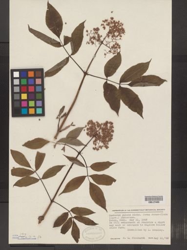 Sambucus pubens f. rosiflora