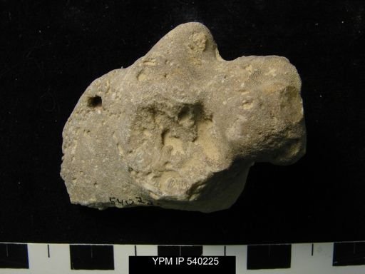undet. Bryozoa