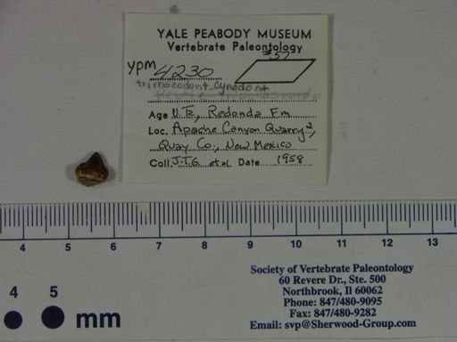 Redondagnathus hunti