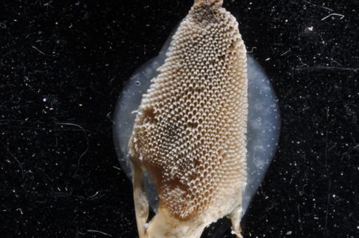 Jellyella tuberculata