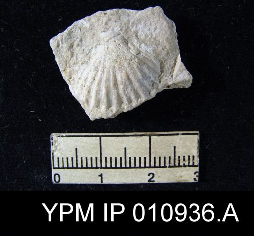 Meekella attenuata