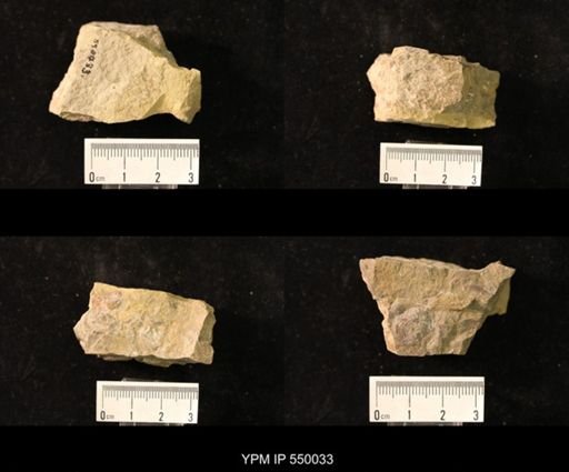 Marginifera