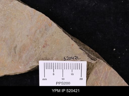 undet. Ichnofossil