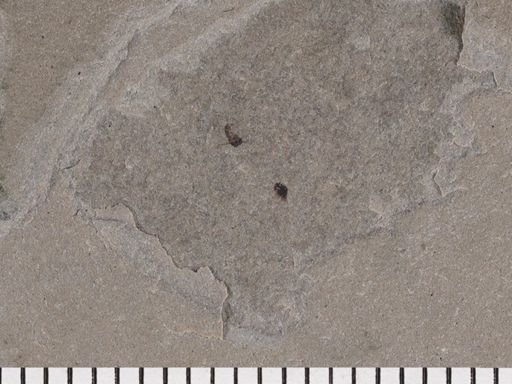 Problematica