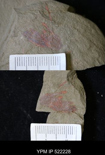 undet. Arthropoda
