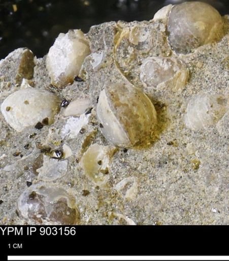 Corbulamella?