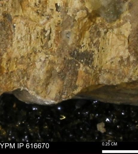 Teredo sp.