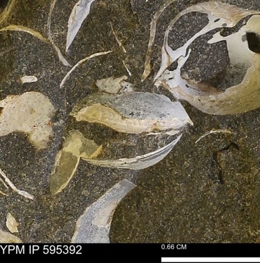 Protocardia sp.