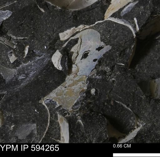 Protocardia sp.