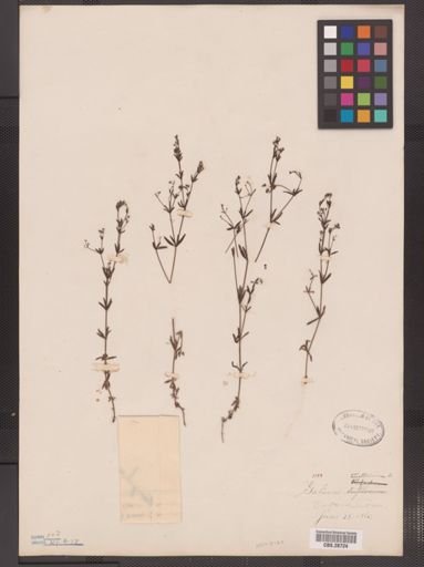 Galium tinctorium