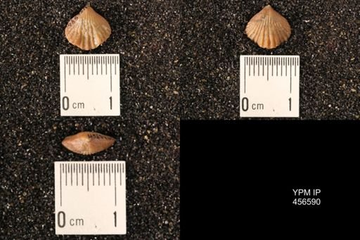 Rhynchonella dentata