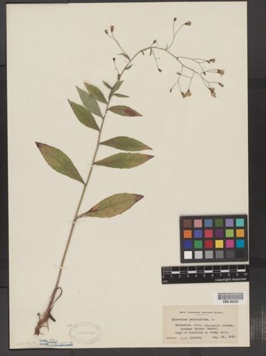 Hieracium paniculatum