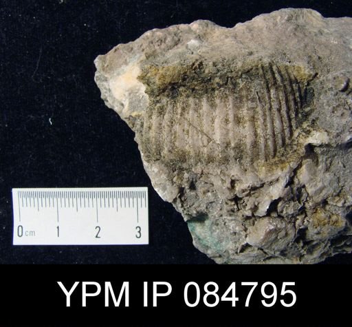 Conchidium knighti
