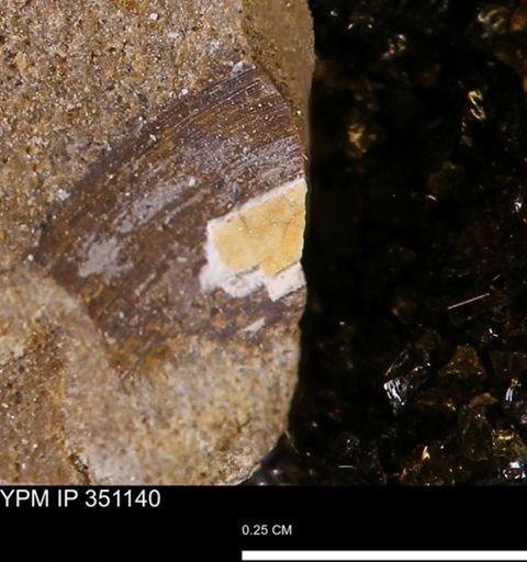 Limopsis striatopunctatus