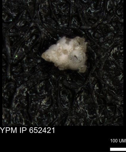 undet. Heterohelicidae