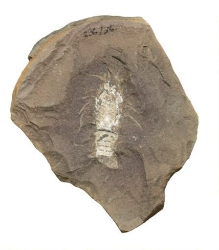 undet. Crinoidea