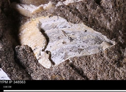 undet. Mollusca
