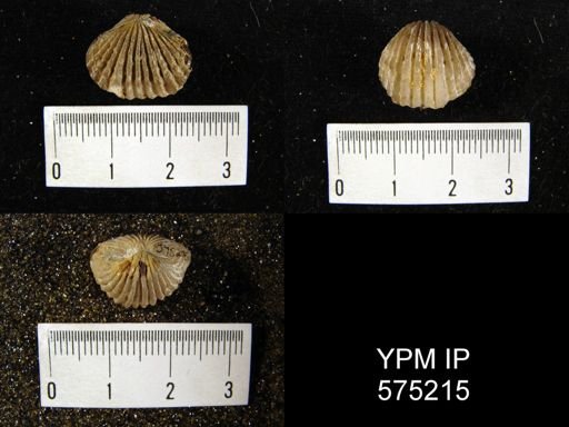 Anastrophia internascens