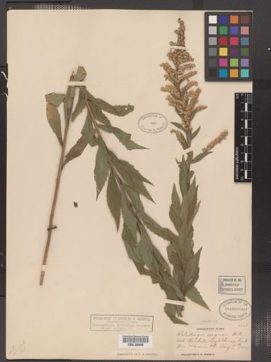 Solidago rugosa