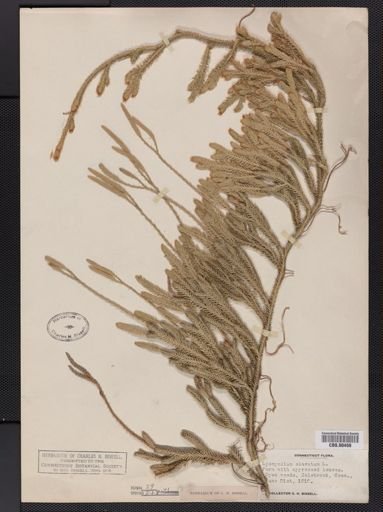 Lycopodium clavatum