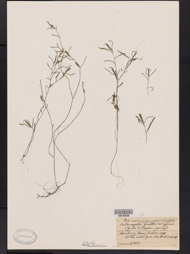 Potamogeton pusillus