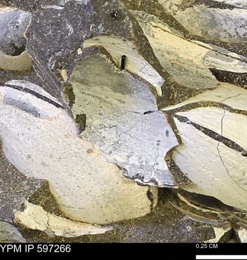 Limopsis striatopunctatus