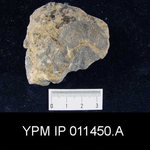 Linoproductus cora