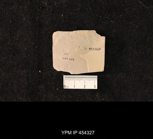 undet. Tipulidae
