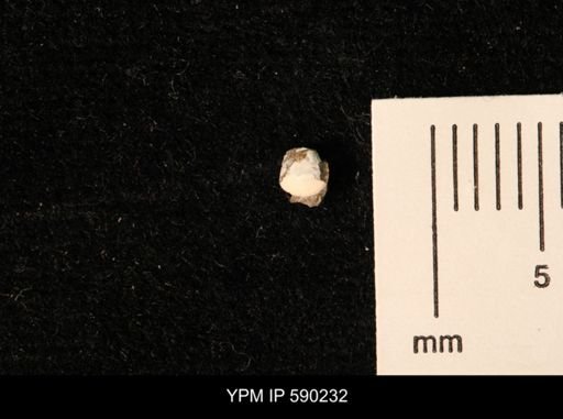 Cymbophora warrenana