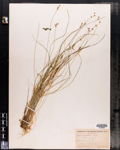Carex angustior