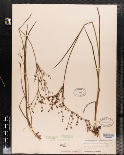 Juncus brachycephalus