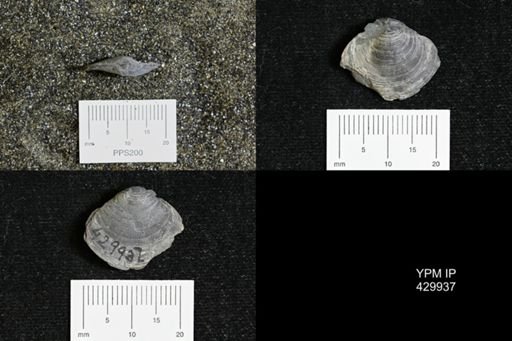 Athyris spiriferoides
