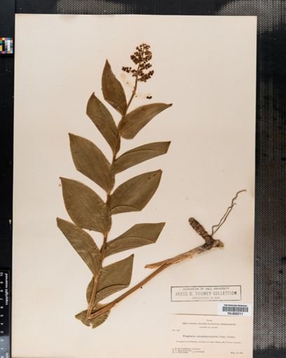 Maianthemum