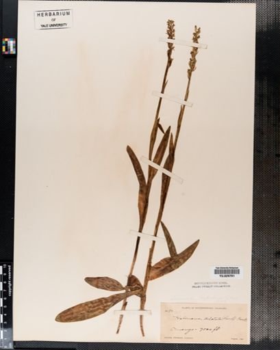 Habenaria